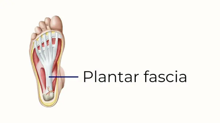 What is the plantar fascia of the foot?