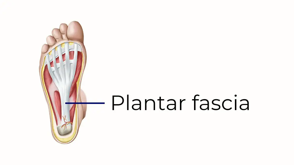 plantar fascia anatomy